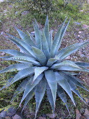 Agave chrysantha