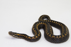 Orlov's Viper photo 3