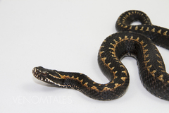Orlov's Viper photo 4