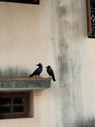 House Crow