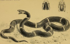 Black-Headed Burmese Viper photo 2