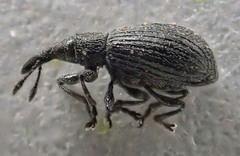 Perapion curtirostre