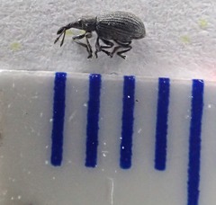 Perapion curtirostre