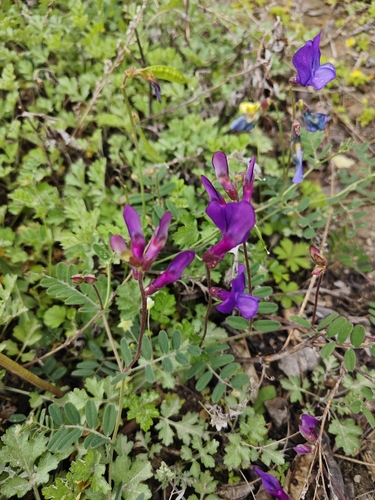 Bunge’s vetch