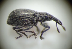 Perapion curtirostre