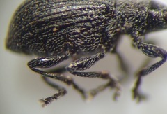 Perapion curtirostre