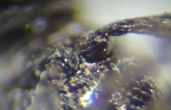 Perapion curtirostre