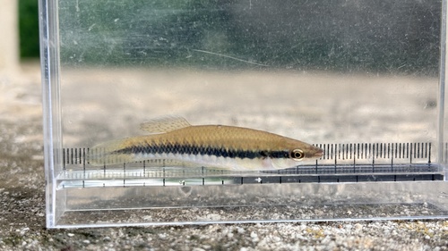 Blackstripe topminnow (Fundulus notatus) — Fundulidae — 4