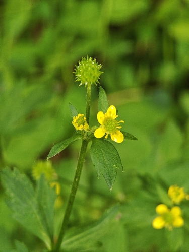Ranunculus cantoniensis, photograph 1