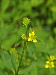 Ranunculus cantoniensis, photograph (c) WATANABE Hitoshi 渡辺仁, some rights reserved (CC BY)