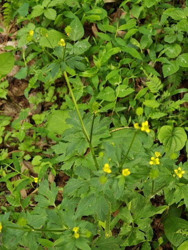 Ranunculus cantoniensis, photograph 2