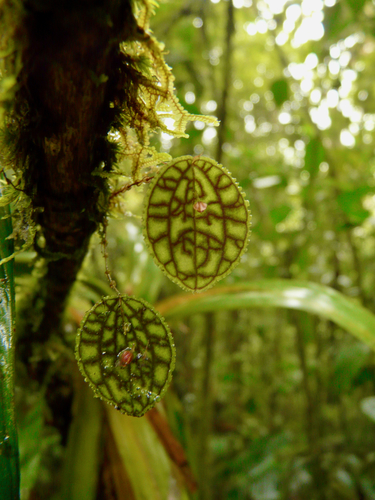 Lepanthes calodictyon