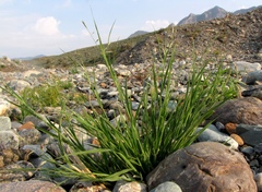 Cleistogenes squarrosa