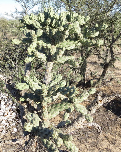 Chain-link Cholla