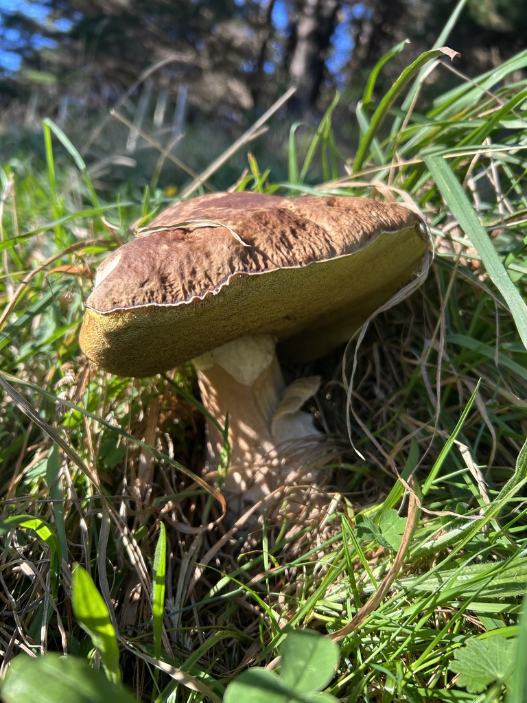 Boletus edulis · May 2026 · photo: © stinkopotamus (iNaturalist, cc-by)
