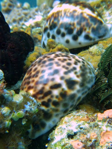 Tiger Cowrie (Cypraea tigris)