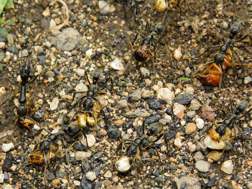 Photo of Matabele Ant (Megaponera analis)