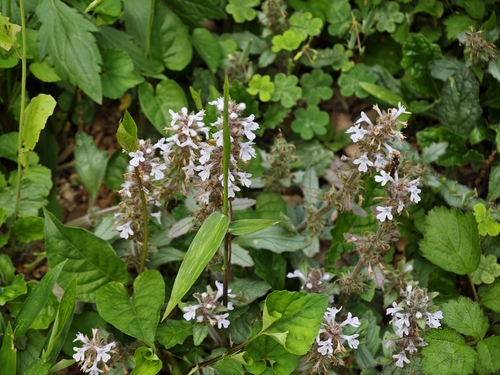 Ajuga nipponensis
