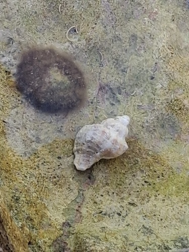 Hexaplex trunculus