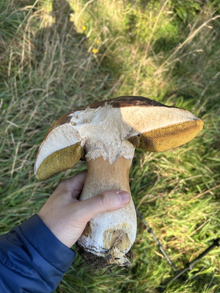 Boletus edulis · May 2026 · photo: © stinkopotamus (iNaturalist, cc-by)