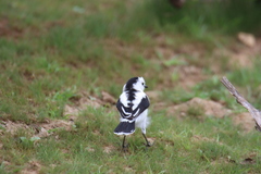 Fluvicola pica