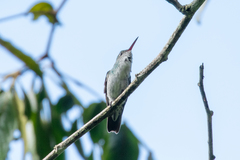 Elliotomyia viridicauda