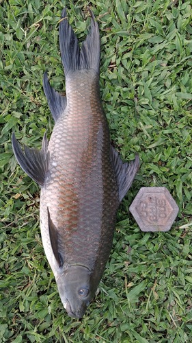 Brahminy labeo (Labeo dyocheilus) — Cyprinidae — 5