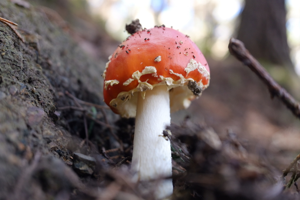 Amanita muscaria · May 2026 · photo: © stinkopotamus (iNaturalist, cc-by)
