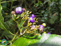 Psychotria suterella