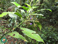 Psychotria suterella
