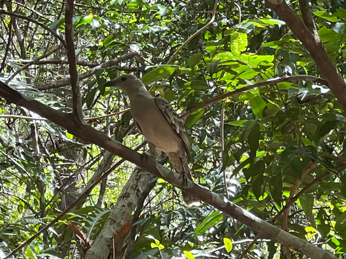 Great Bowerbird (Chlamydera nuchalis), photo 2