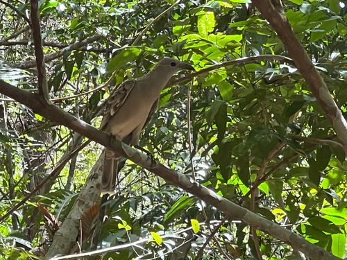 Great Bowerbird (Chlamydera nuchalis), photo 3
