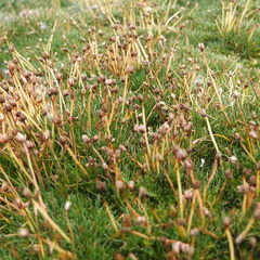 Phylloscirpus boliviensis