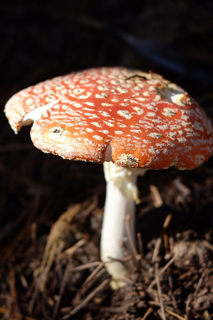Amanita muscaria · May 2026 · photo: © stinkopotamus (iNaturalist, cc-by)