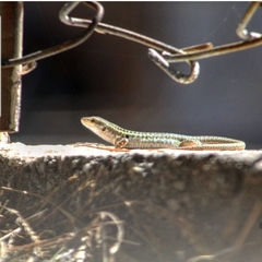 Podarcis siculus