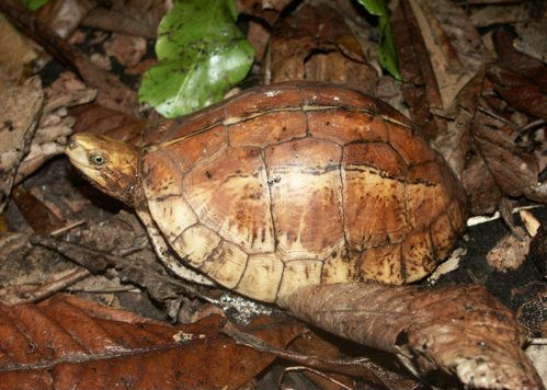 Bourret's Box Turtle