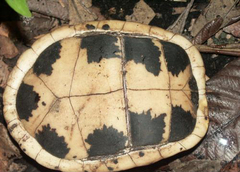Bourret's Box Turtle photo 2