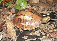 Bourret's Box Turtle photo 3