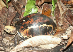 Bourret's Box Turtle photo 4