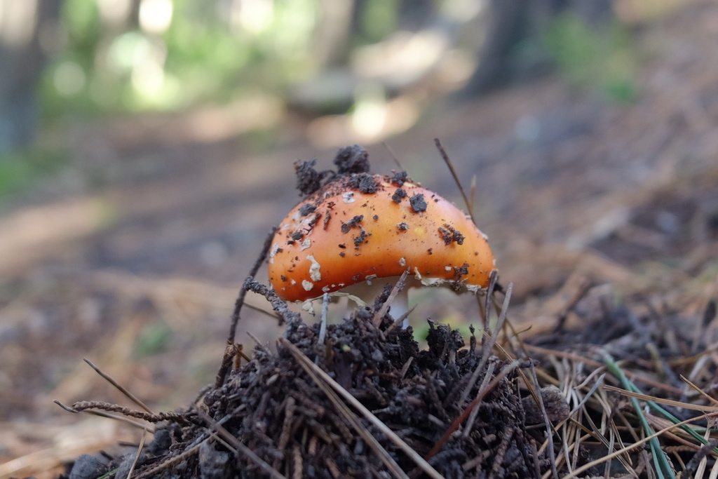 Amanita muscaria · May 2026 · photo: © stinkopotamus (iNaturalist, cc-by)