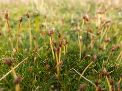 Phylloscirpus boliviensis