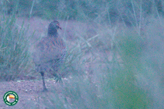 Pternistis rufopictus