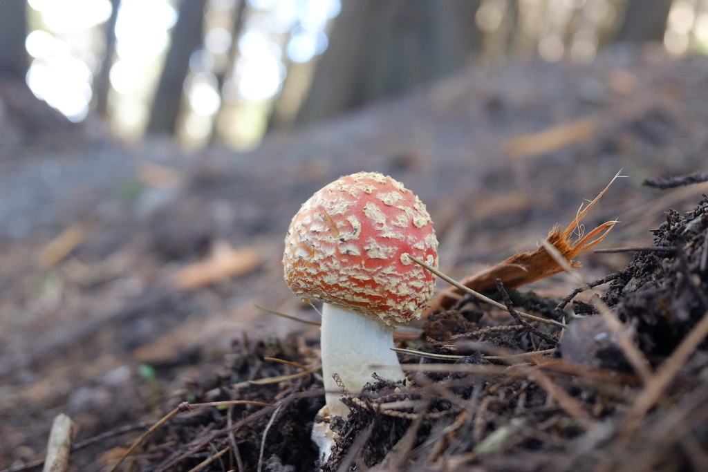 Amanita muscaria · May 2026 · photo: © stinkopotamus (iNaturalist, cc-by)
