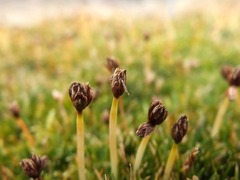 Phylloscirpus boliviensis