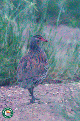 Pternistis rufopictus