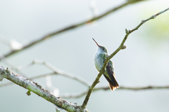 Elliotomyia chionogaster