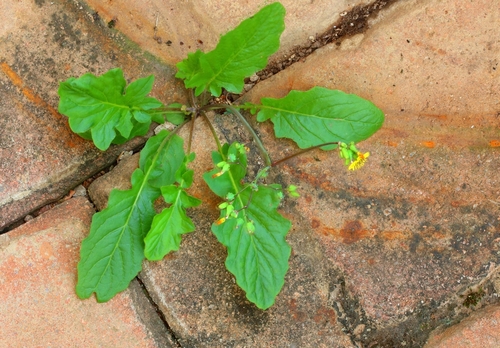 Youngia japonica