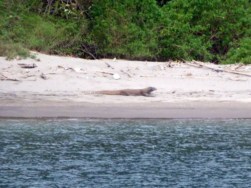 Komodo Dragon — seen at this dive site