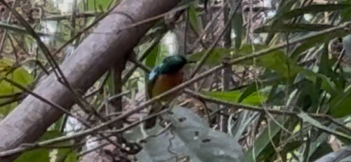 Ruby-cheeked Sunbird