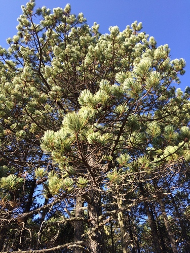 Cooper's pine
